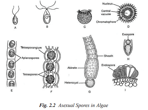 Structure and Reproduction Algae | Botany Optional for UPSC