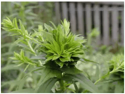 Important Crop Diseases Caused by Mycoplasma, Nematodes | Botany Optional for UPSC