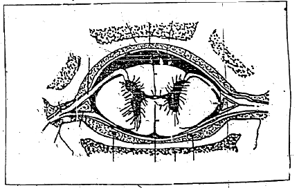 Fig: Cross section of the spinal cord of horse in situ
