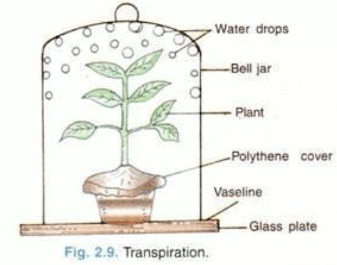 Water Transport and Mineral Nutrition | Botany Optional for UPSC