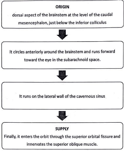 Descending Pathways: Neuroanatomy | Medical Science Optional Notes for UPSC