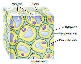 Cell-Cell Interactions | Zoology Optional Notes for UPSC