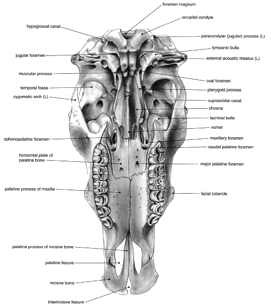 Fig: Skull showing the Palatine and a part of the Maxillary Sinuses Postero-Lateral view