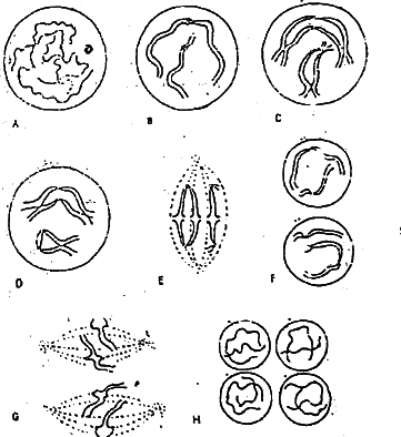 Fig: Diagrammatic representation of meiosis, illustrated by two pairs of chromosomes.