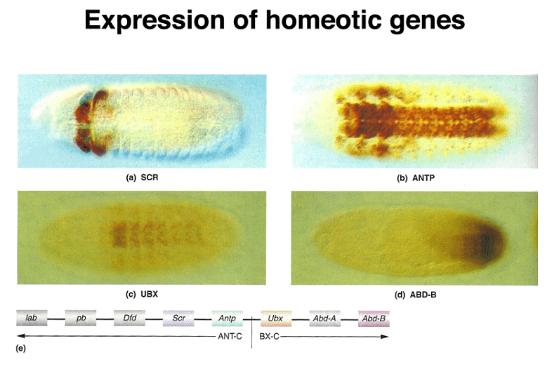 Development of Genetics | Botany Optional for UPSC