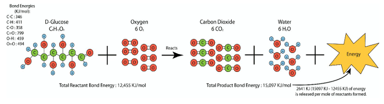 Energy Transfer and Energy Conservation | Botany Optional for UPSC