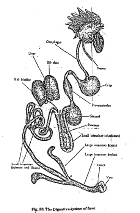 Functional Anatomy in Relation to Respiration and Flying, Digestion, and Egg Production | Animal Husbandry & Veterinary Science Optional for UPSC
