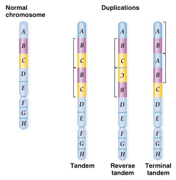Structural Variations in Chromosomes | Botany Optional for UPSC