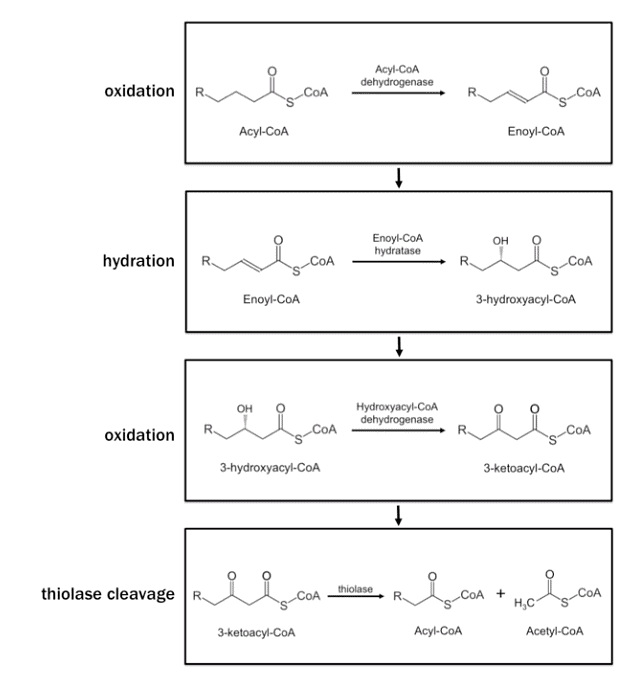 Lipid Metabolism | Botany Optional for UPSC