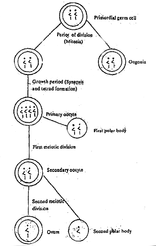 Fig: Schematic diagram of Oogenesis in Farm Animals