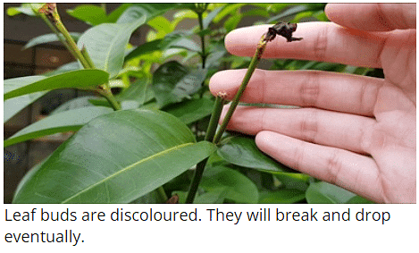 Mineral Deficiencies | Botany Optional for UPSC