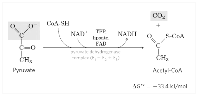 Krebs Cycle | Zoology Optional Notes for UPSC