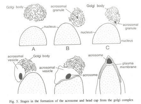 Spermatogenesis | Zoology Optional Notes for UPSC