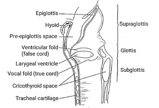 Carcinoma Larynx | Medical Science Optional Notes for UPSC