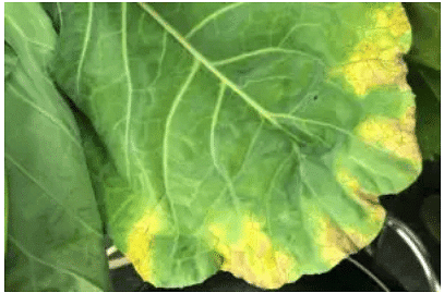 Important Crop Diseases Caused by Mycoplasma, Nematodes | Botany Optional for UPSC