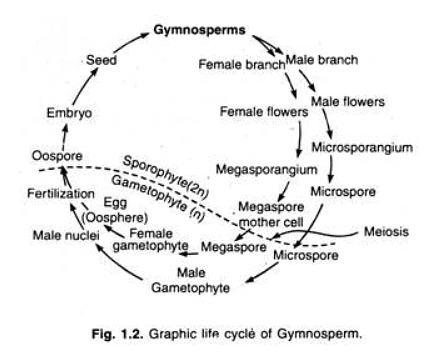 Main Orders of Modern Gymnosperms | Botany Optional for UPSC