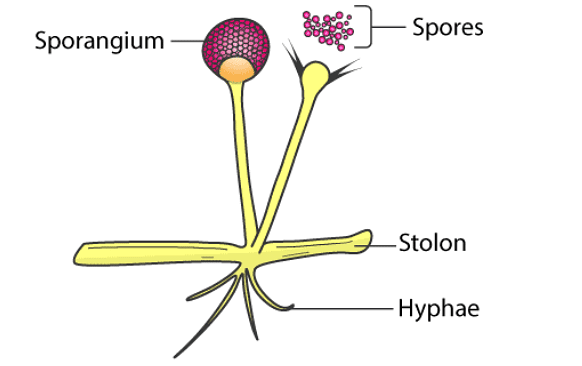Structure and Reproduction of Fungi | Botany Optional for UPSC