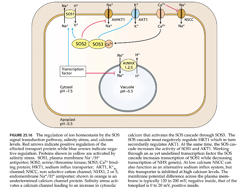 Stress Physiology | Botany Optional for UPSC