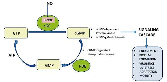 Concept of Bioenergetics | Zoology Optional Notes for UPSC