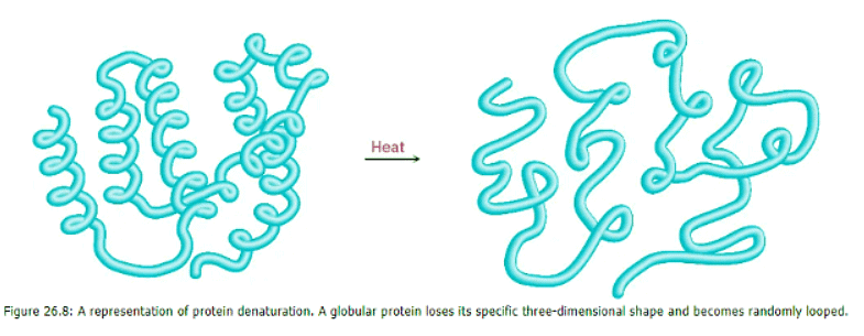 Protein Structure
