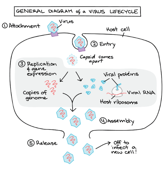 Structure and Reproduction in Viruses | Botany Optional for UPSC
