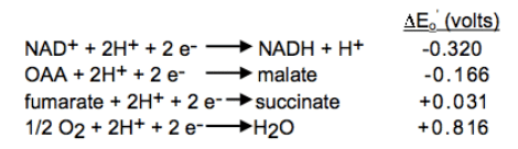 Electron transport chain, Oxidative phosphorylation & Photorespiration | Botany Optional for UPSC