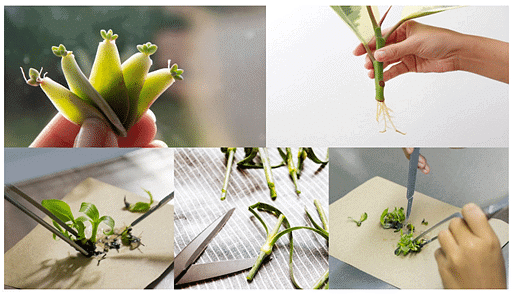 Somaclonal Variation and its Applications | Botany Optional for UPSC