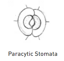 Stomata and their types | Botany Optional for UPSC