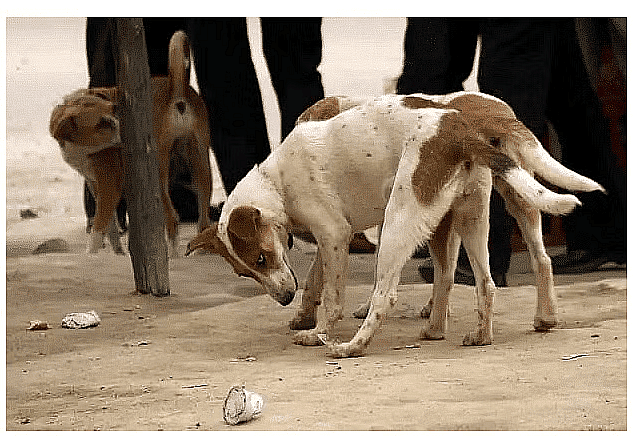 Common Animal Diseases and their Management | Animal Husbandry & Veterinary Science Optional for UPSC