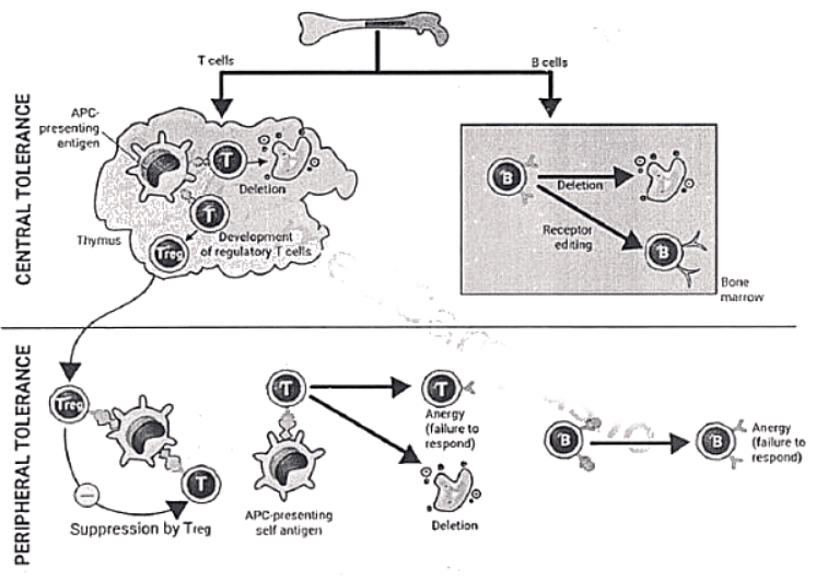 Immunology | Medical Science Optional Notes for UPSC