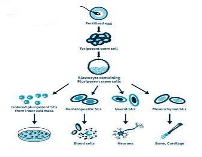 Stem Cells | Zoology Optional Notes for UPSC