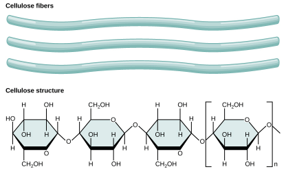 Structure and Role of Carbohydrates | Zoology Optional Notes for UPSC
