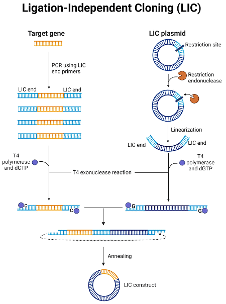 DNA Cloning | Zoology Optional Notes for UPSC