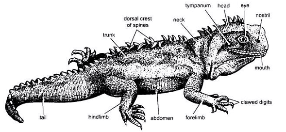 Reptilia: Sphenodon | Zoology Optional Notes for UPSC