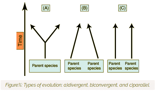 Evolutionary Patterns | Zoology Optional Notes for UPSC