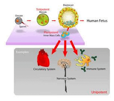 Stem Cells | Zoology Optional Notes for UPSC
