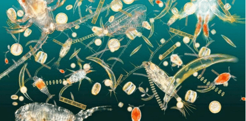 Plankton