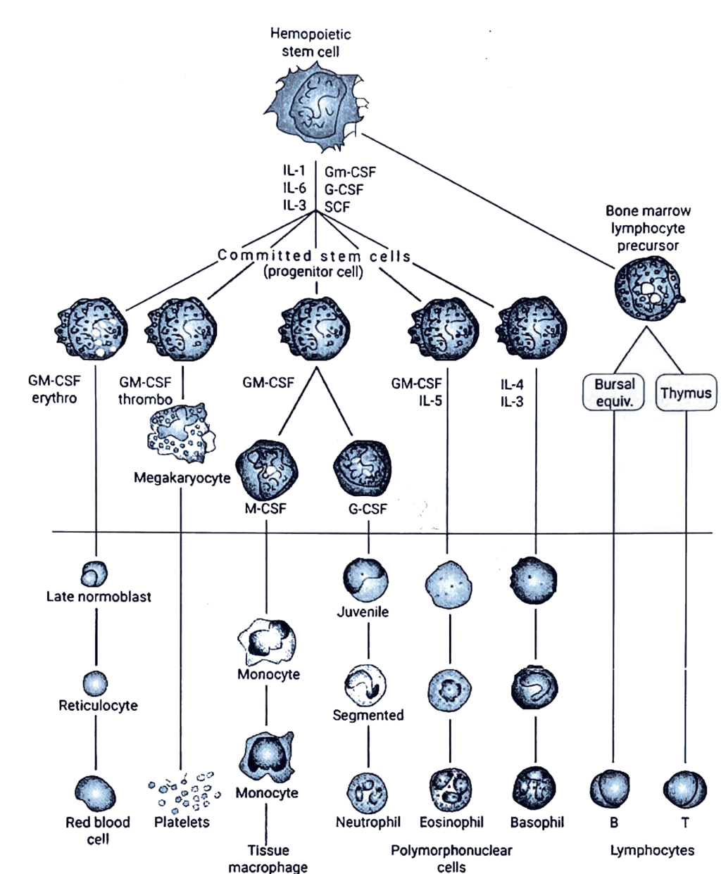 Hematopoiesis
