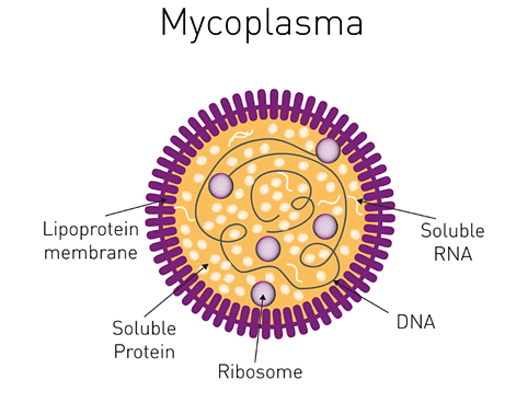 Structure and Reproduction of Mycoplasma | Botany Optional for UPSC