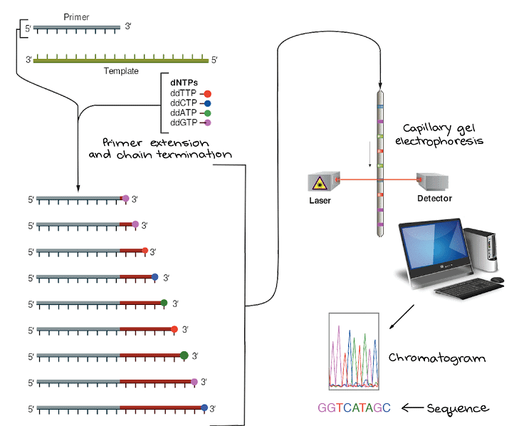 DNA Sequencing | Botany Optional for UPSC