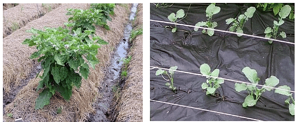 Methods of Weed Control | Agriculture Optional for UPSC