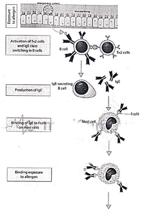 Immunology | Medical Science Optional Notes for UPSC