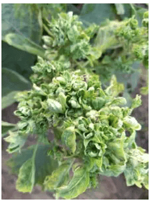 Important Crop Diseases Caused by Mycoplasma, Nematodes | Botany Optional for UPSC