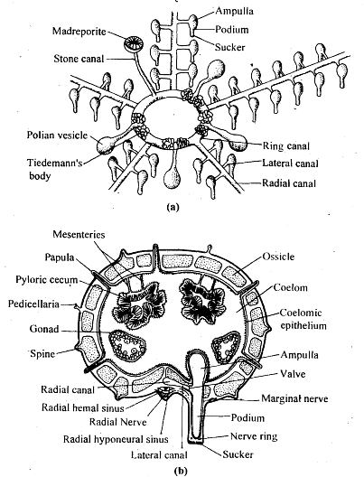 Echinodermata: Locomotion | Zoology Optional Notes for UPSC