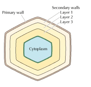Structure and Function of extracellular matrix (cell wall) | Botany Optional for UPSC
