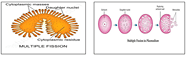 Protozoa Reproduction Zoology Optional Notes For UPSC PDF Download