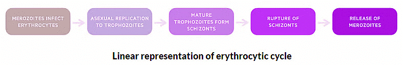 Malaria | Zoology Optional Notes for UPSC