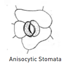 Stomata and their types | Botany Optional for UPSC