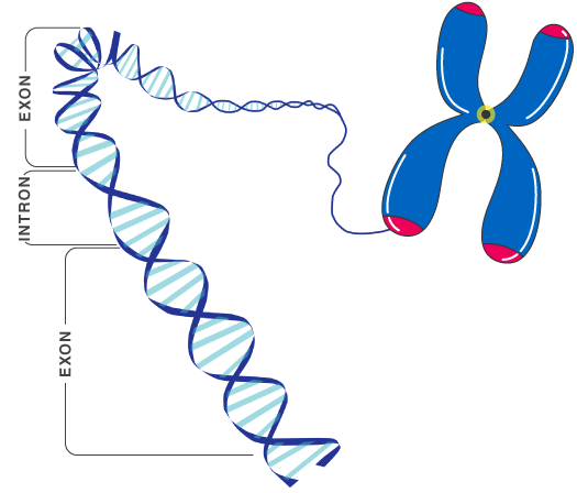 Biological Gene | Anthropology Optional for UPSC