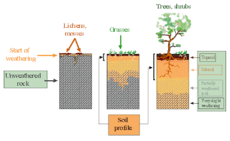Genesis of Soils | Geography Optional for UPSC
